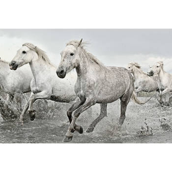 Poster White Horses 91,5x61cm