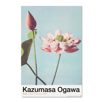 Poster Lotus Flowers By K Ogawa 61x91,5cm