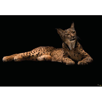 Fotobehang - Iberische Lynx 400x280cm - Vliesbehang