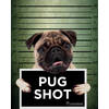 Poster Rachael Hale Pug Shot Banjo 40x50cm