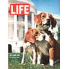 Kunstdruk Time Life Beagles 30x40cm
