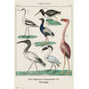 Poster Vintage Birds 61x91,5cm