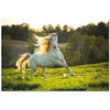 Poster White Horse 91,5x61cm