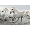 Poster White Horses 91,5x61cm