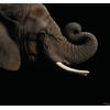 Fotobehang - Afrikaanse Olifant 300x280cm - Vliesbehang
