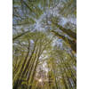 Fotobehang - Canopy 184x254cm - Papierbehang