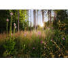 Fotobehang - Summer Glade 350x250cm - Vliesbehang