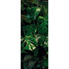 Fotobehang - Tropical Wall 100x250cm - Vliesbehang