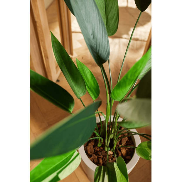 Heliconia Kunstplant 125cm