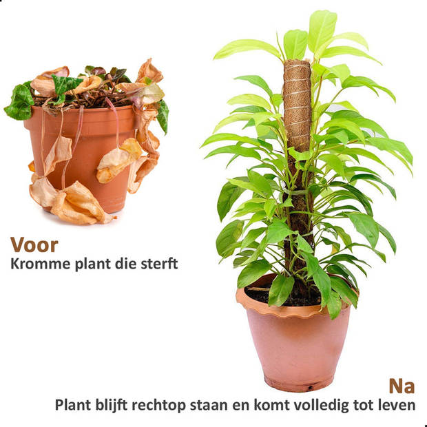 AWEMOZ Mosstok 2x30cm - Verlengbaar tot 45cm - Plantensteun - Bamboestokken - Plantenstok - Kamerplanten