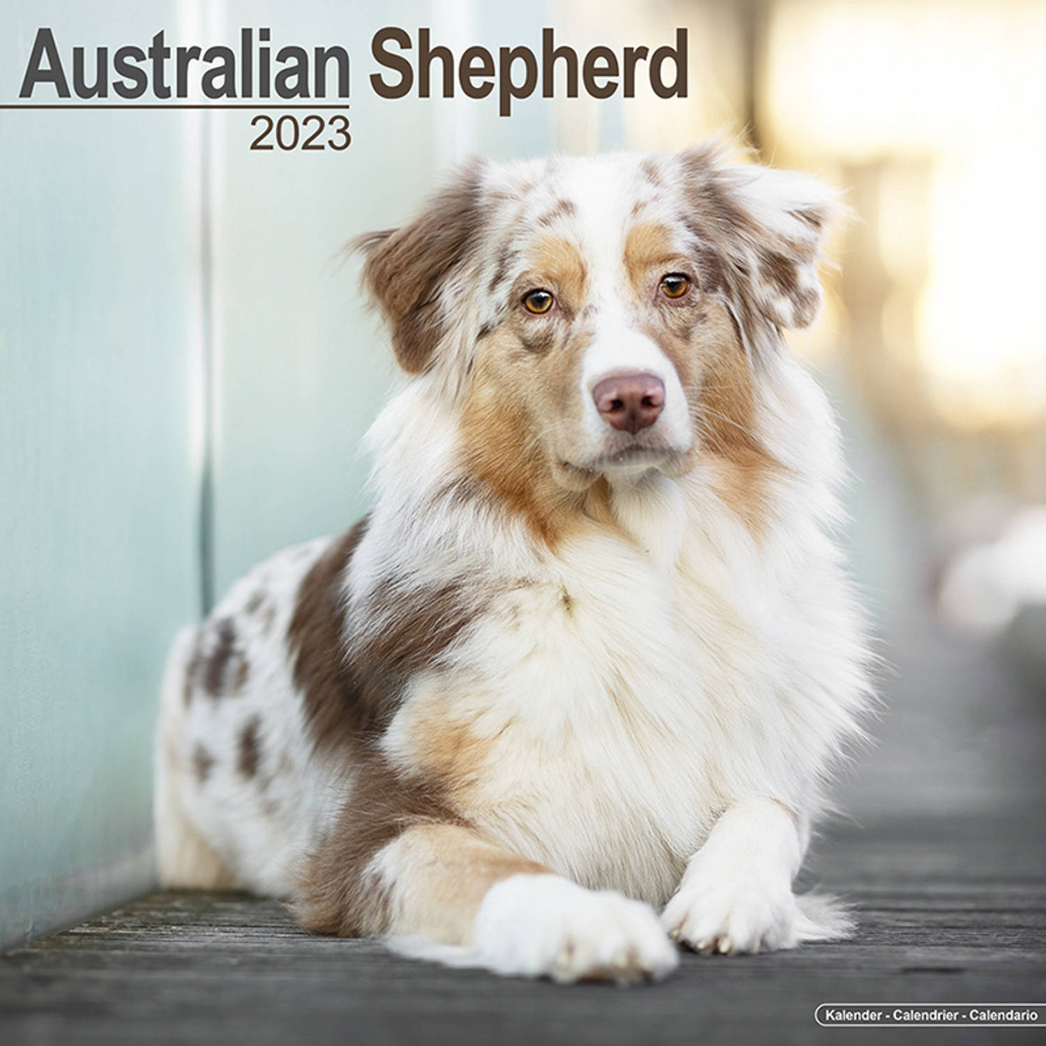 Australian Shepherd Kalender 2023