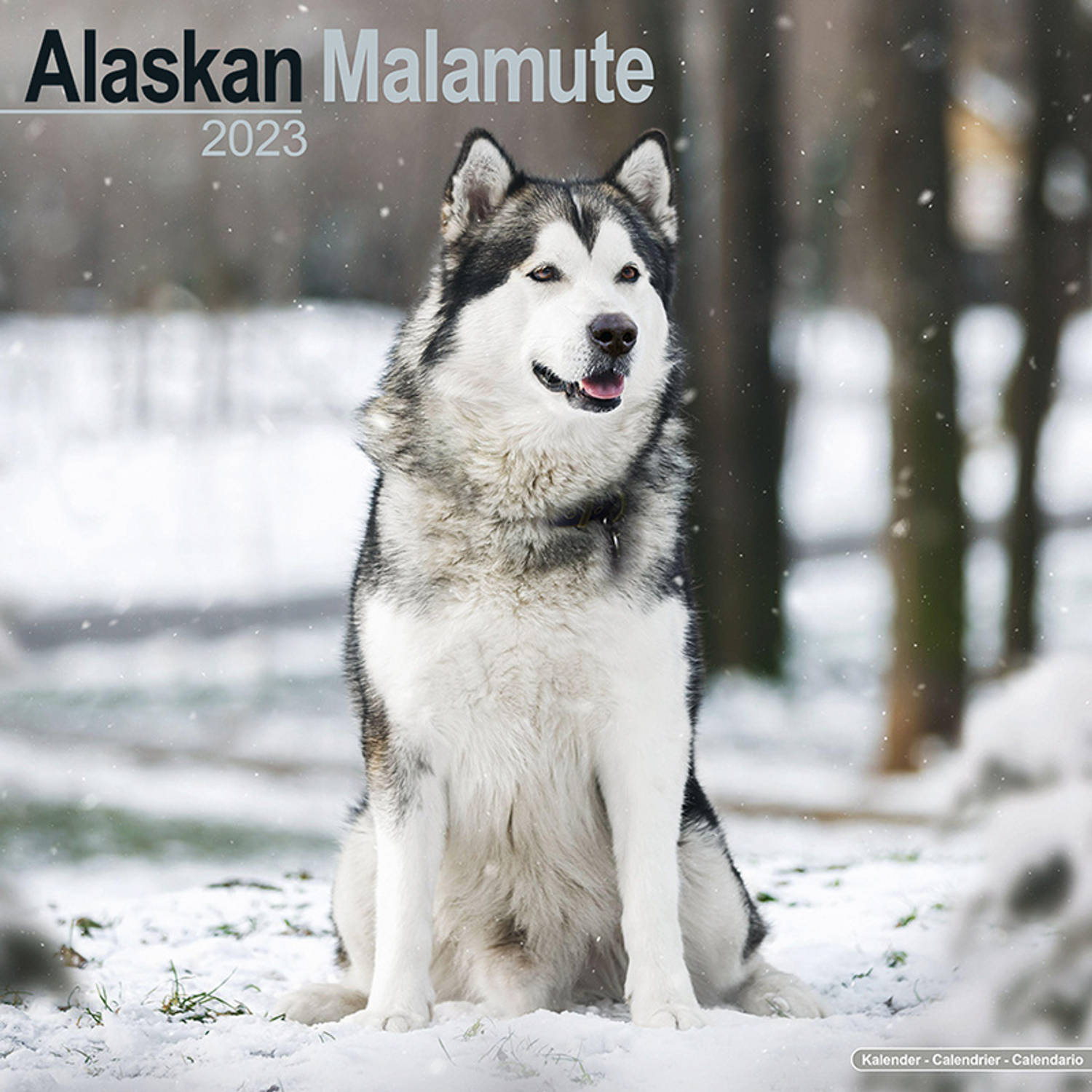 Alaskan Malamute Kalender 2023