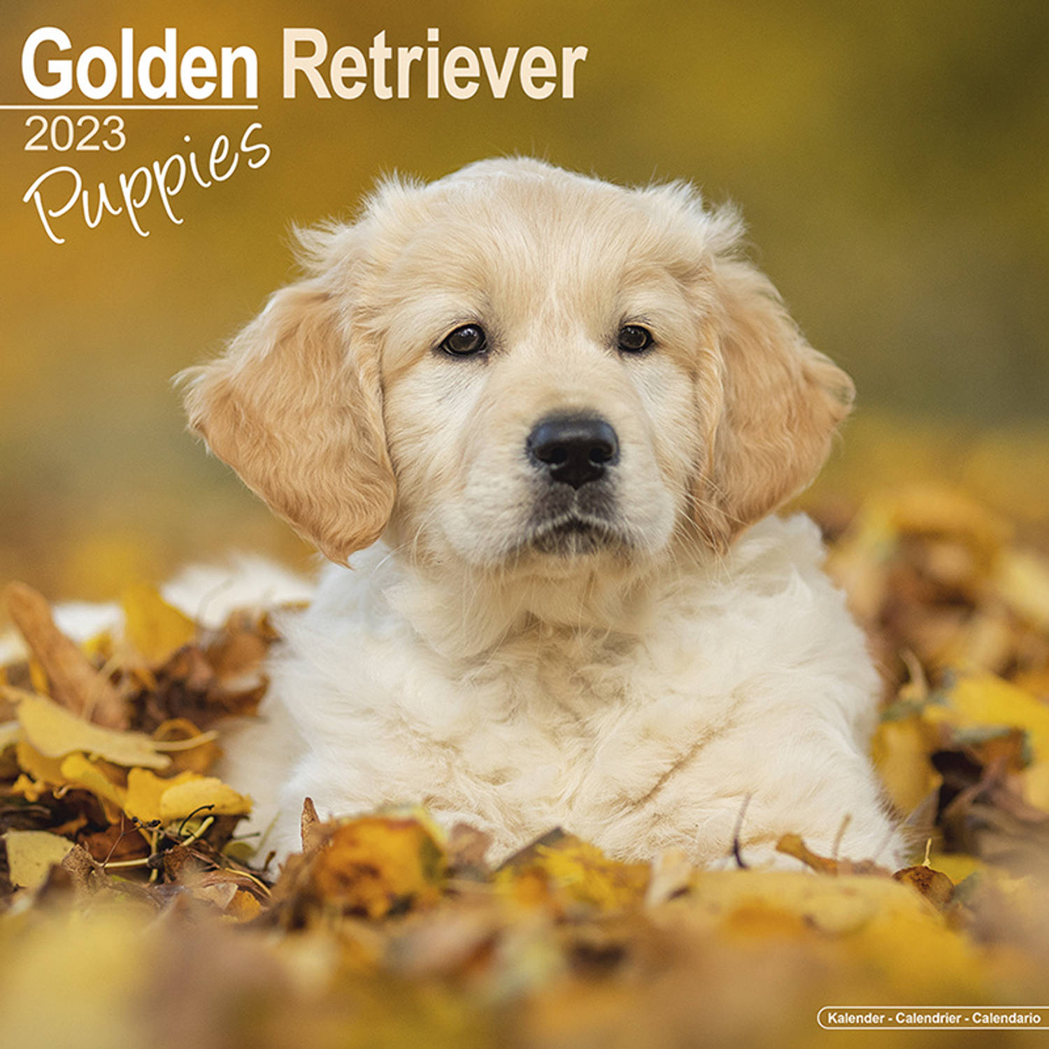 Golden Retriever Kalender Puppies 2023