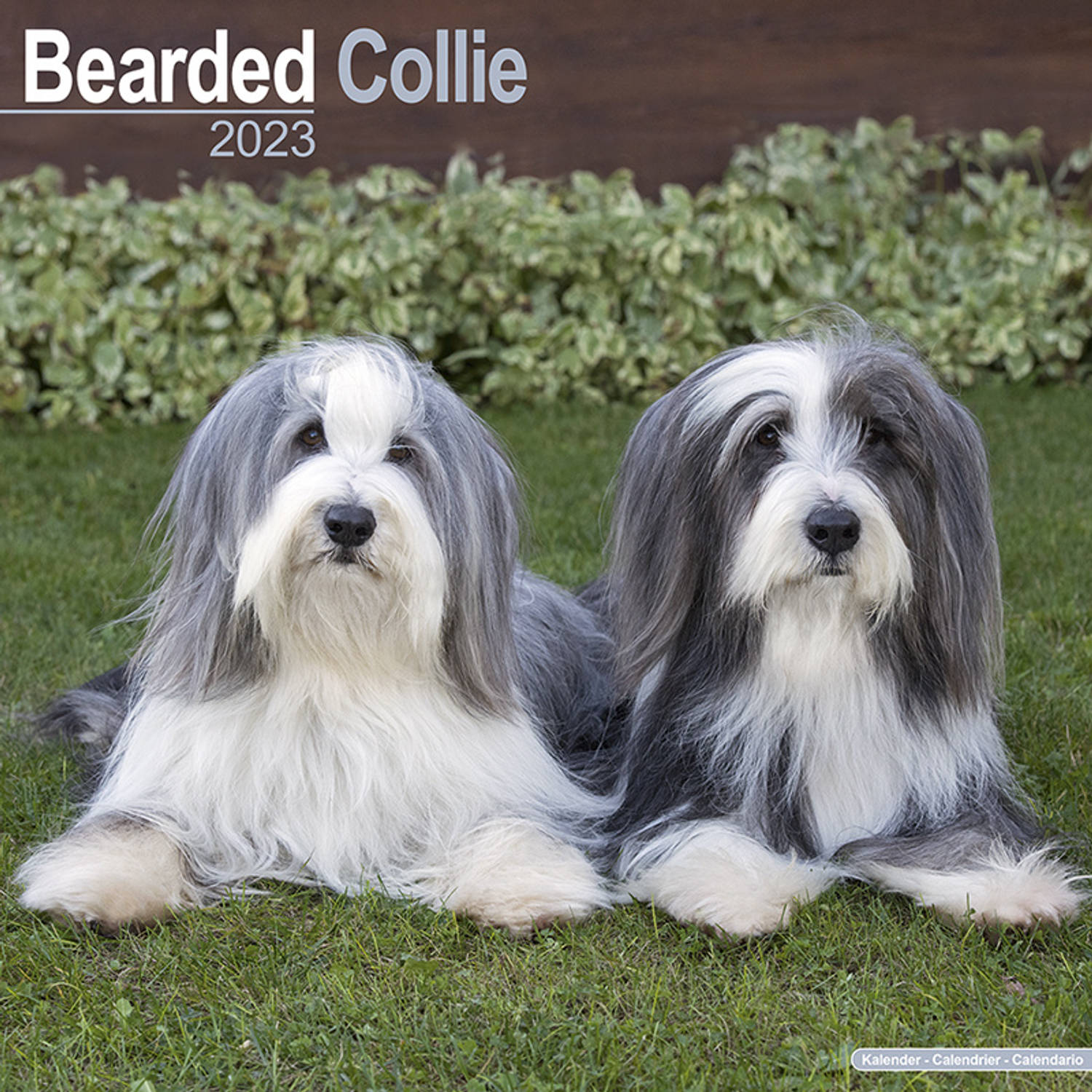 Bearded Collie Kalender 2023