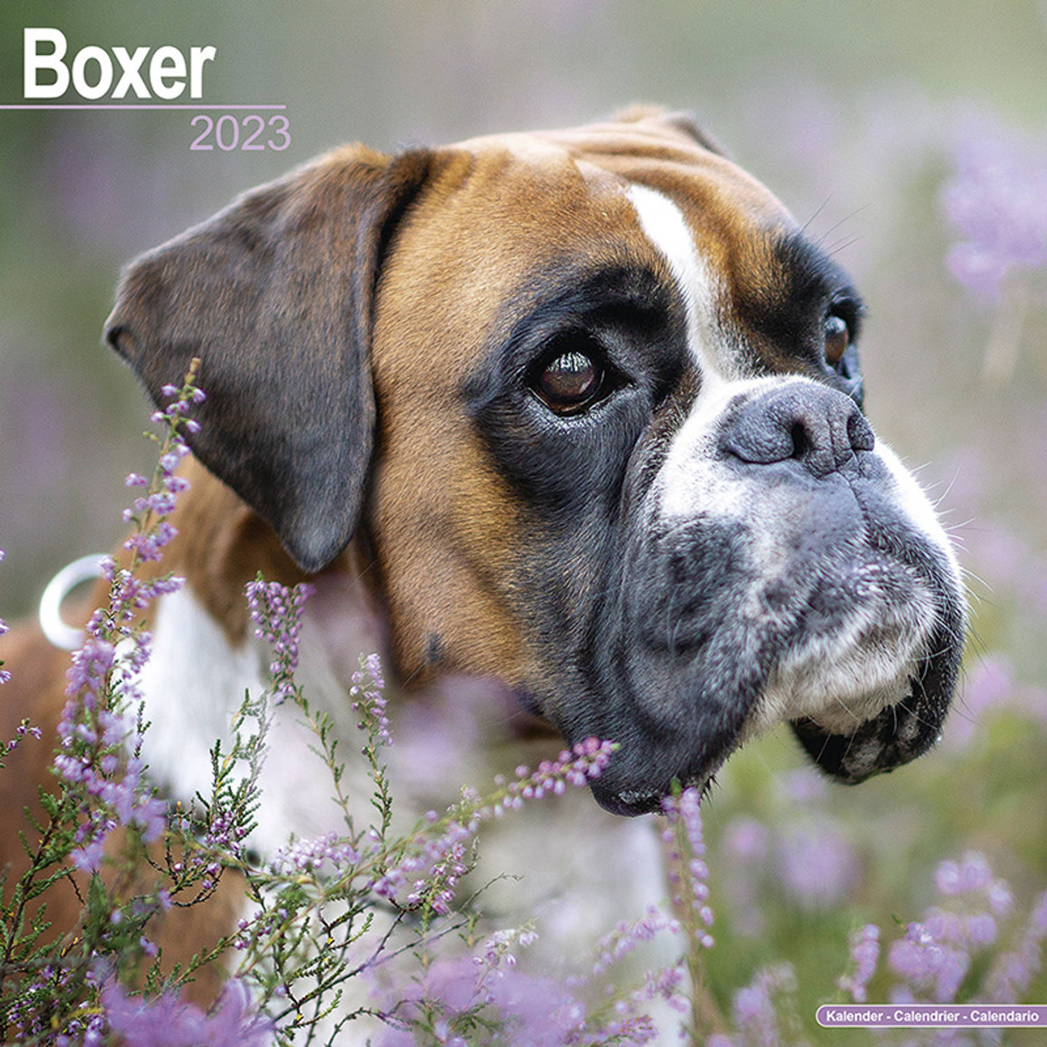 Boxer Kalender 2023 (Euro)