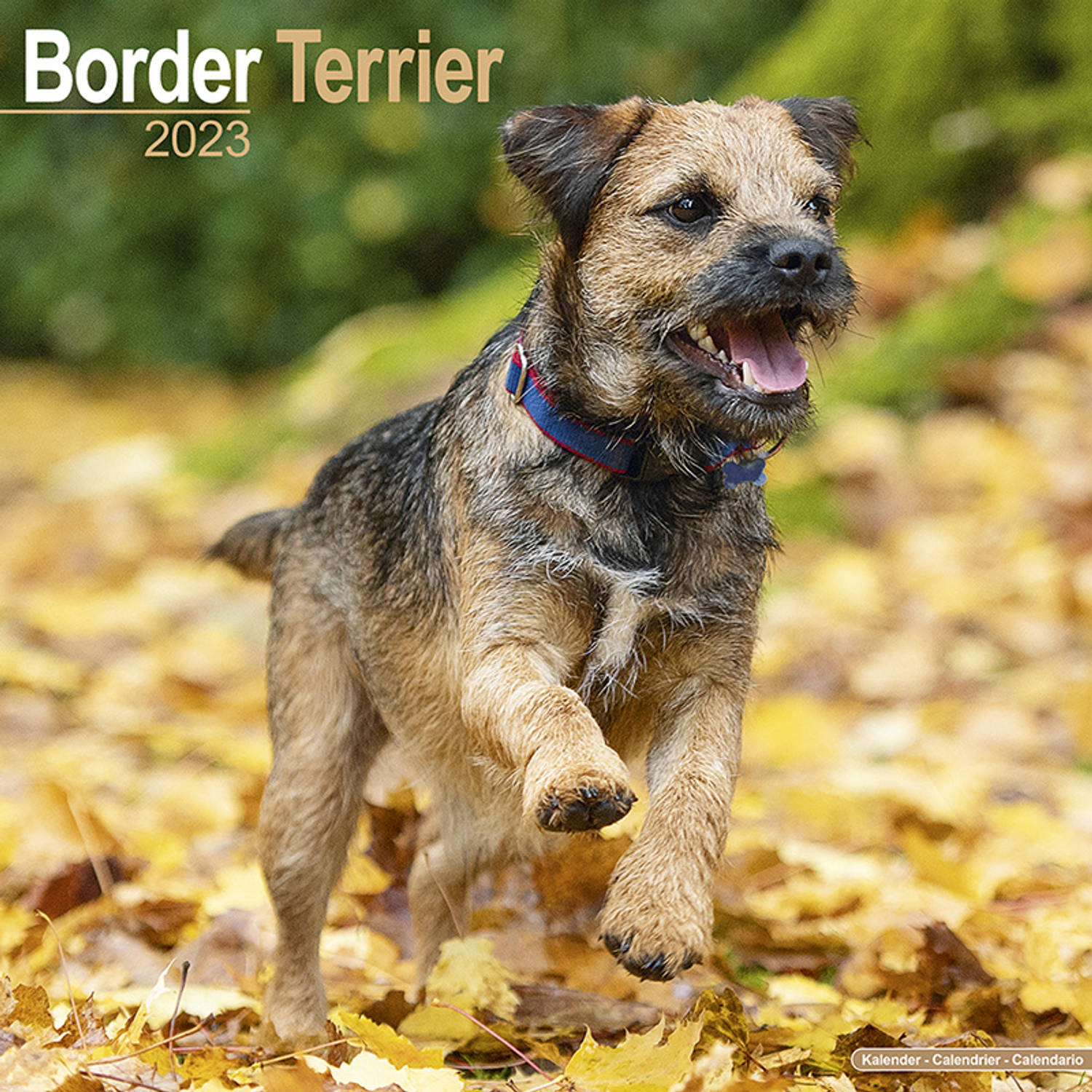 Border Terriers Kalender 2023