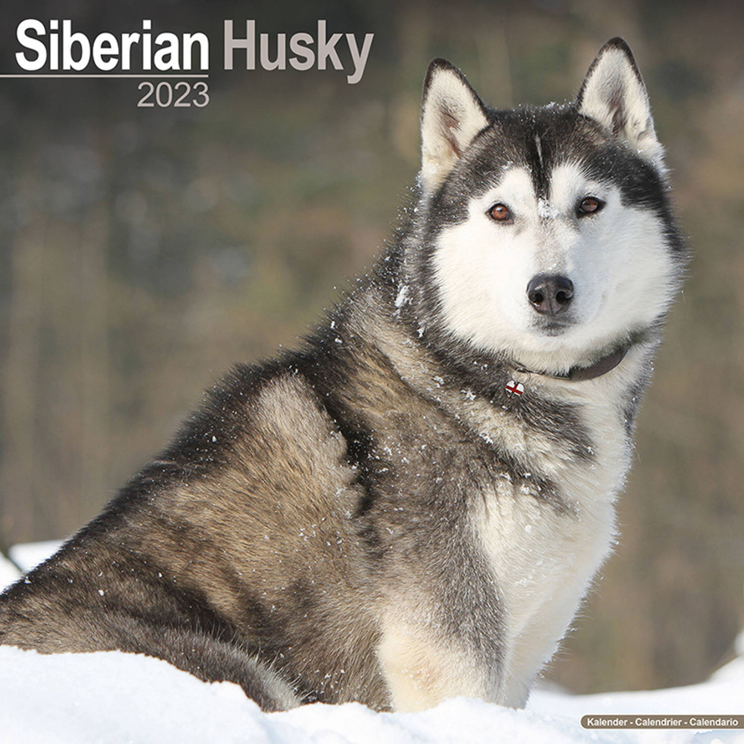 Siberian Husky Kalender 2023