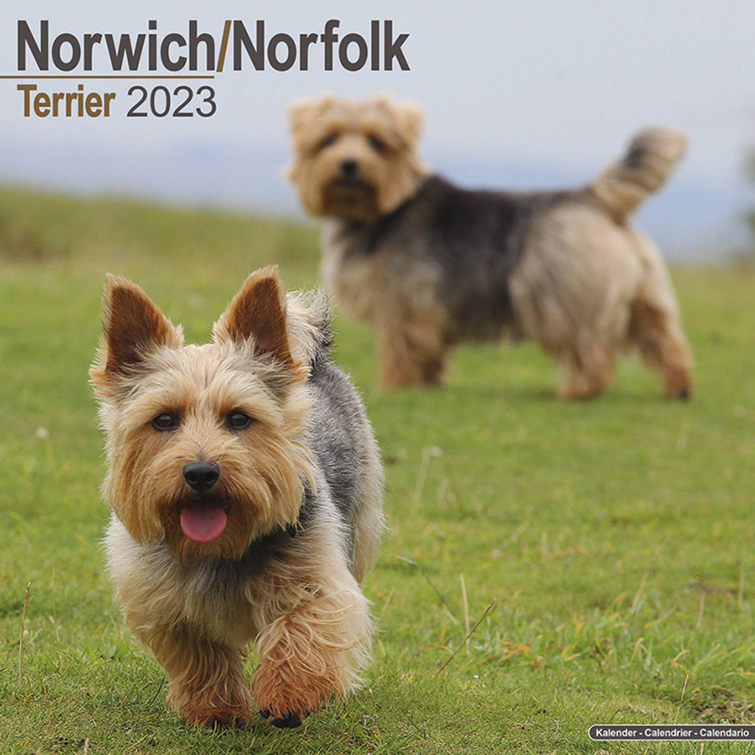 Norwich En Norfolk Terrier Kalender 2023