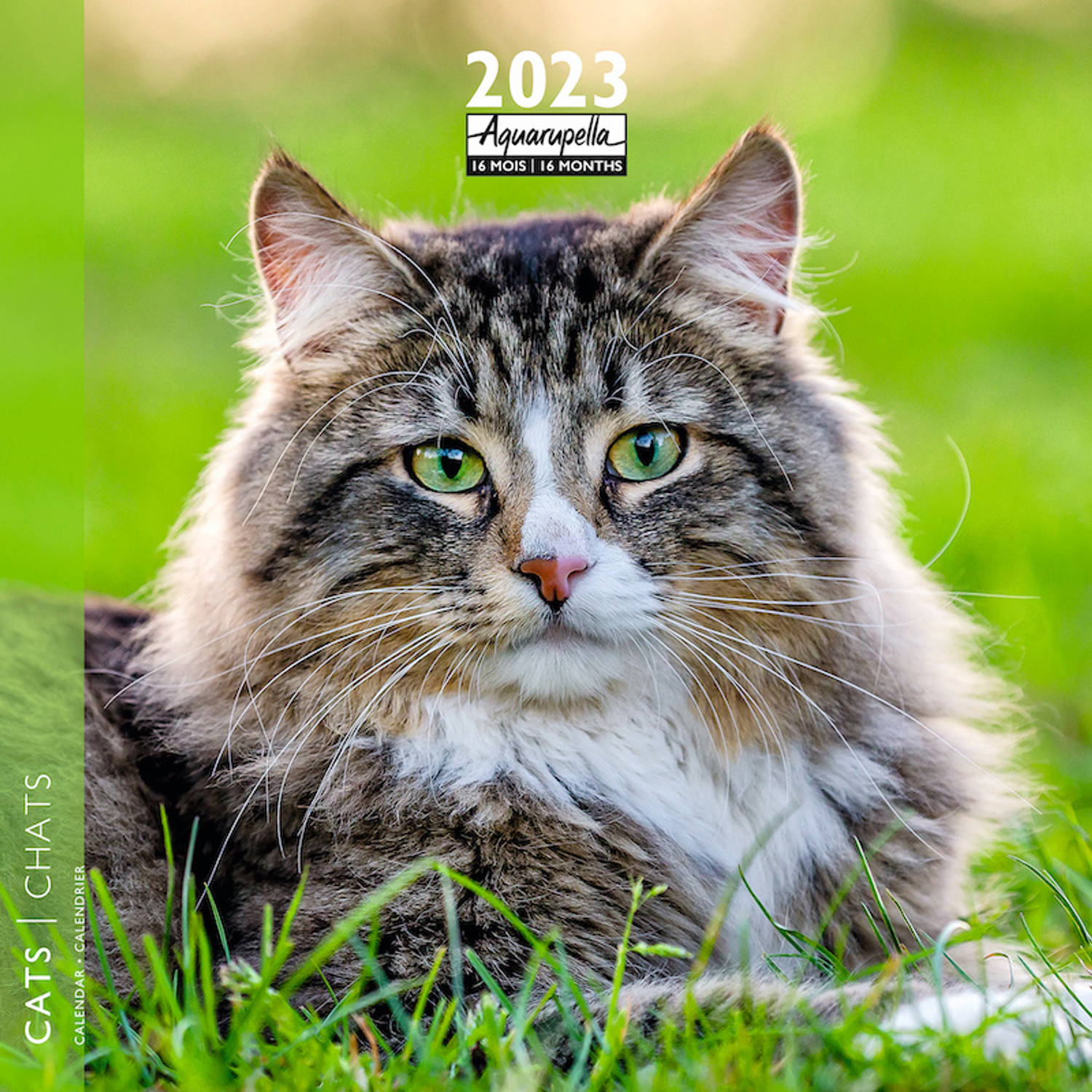 schending Rationalisatie vreemd Katten Kalender 2023 | Blokker