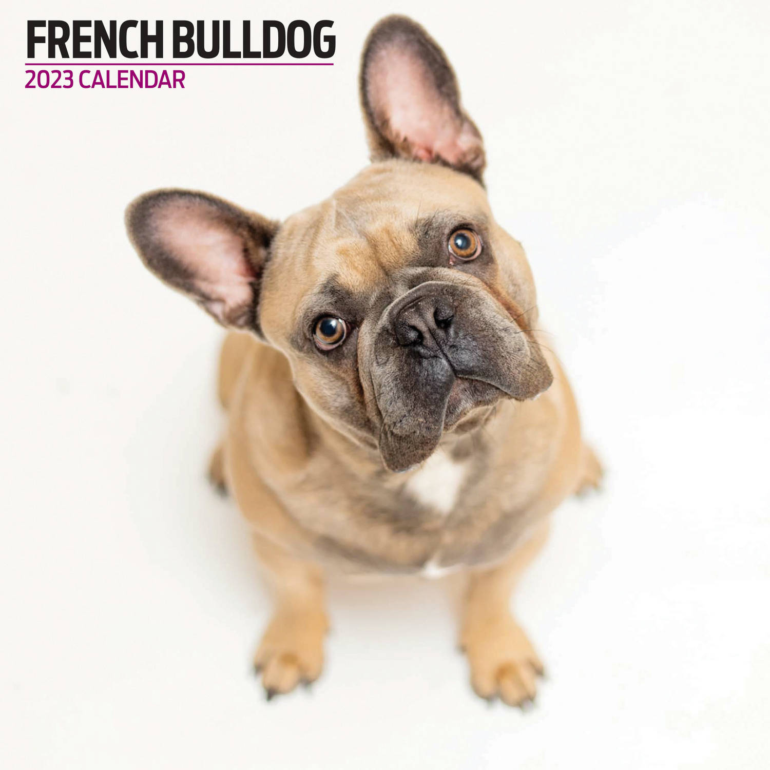 Franse Bulldog Kalender 2023 Modern