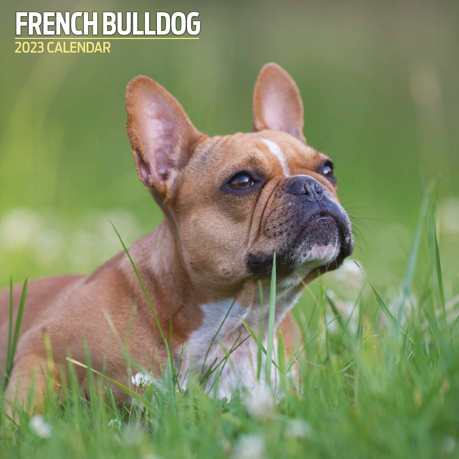 Franse Bulldog Kalender 2023