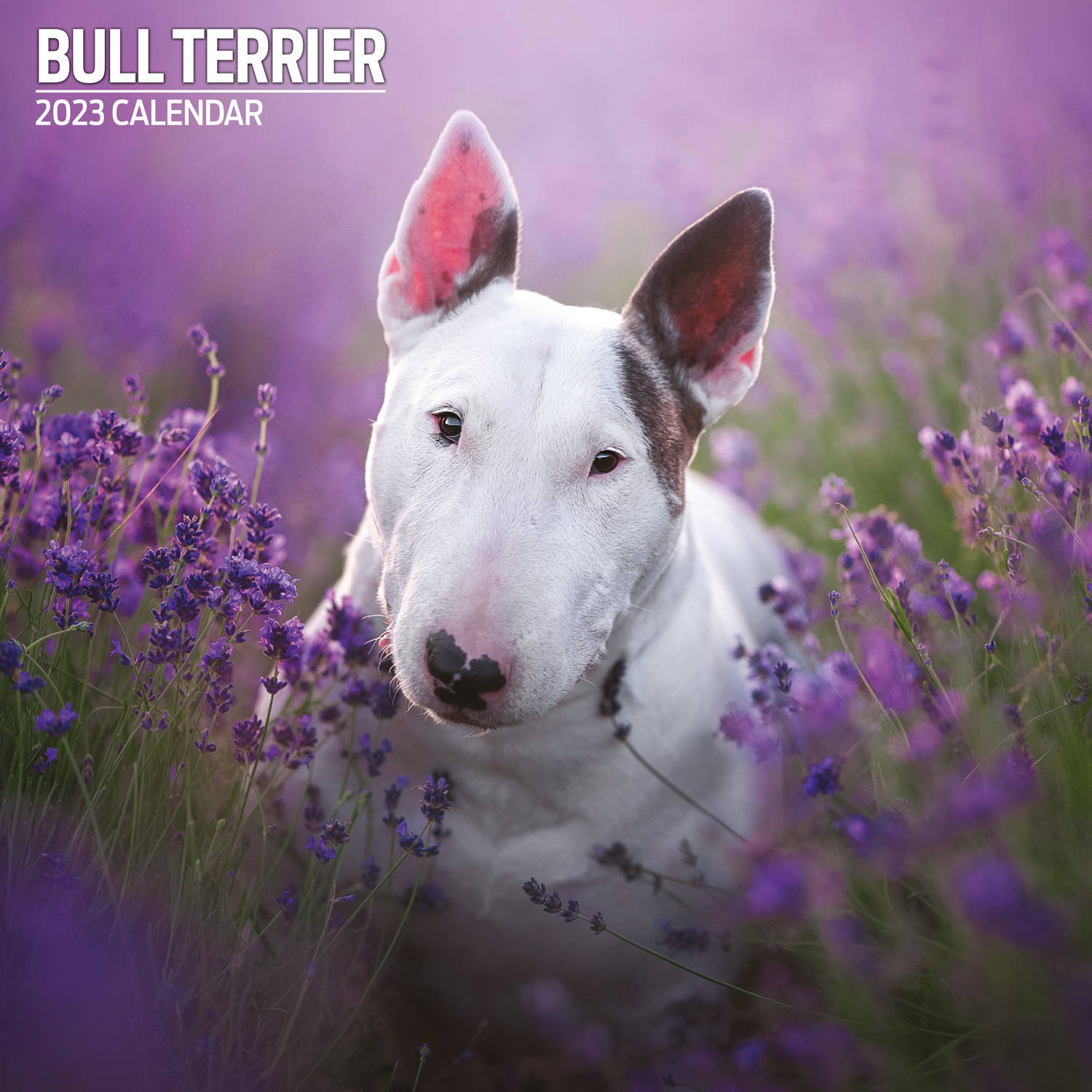 Bull Terrier Kalender 2023