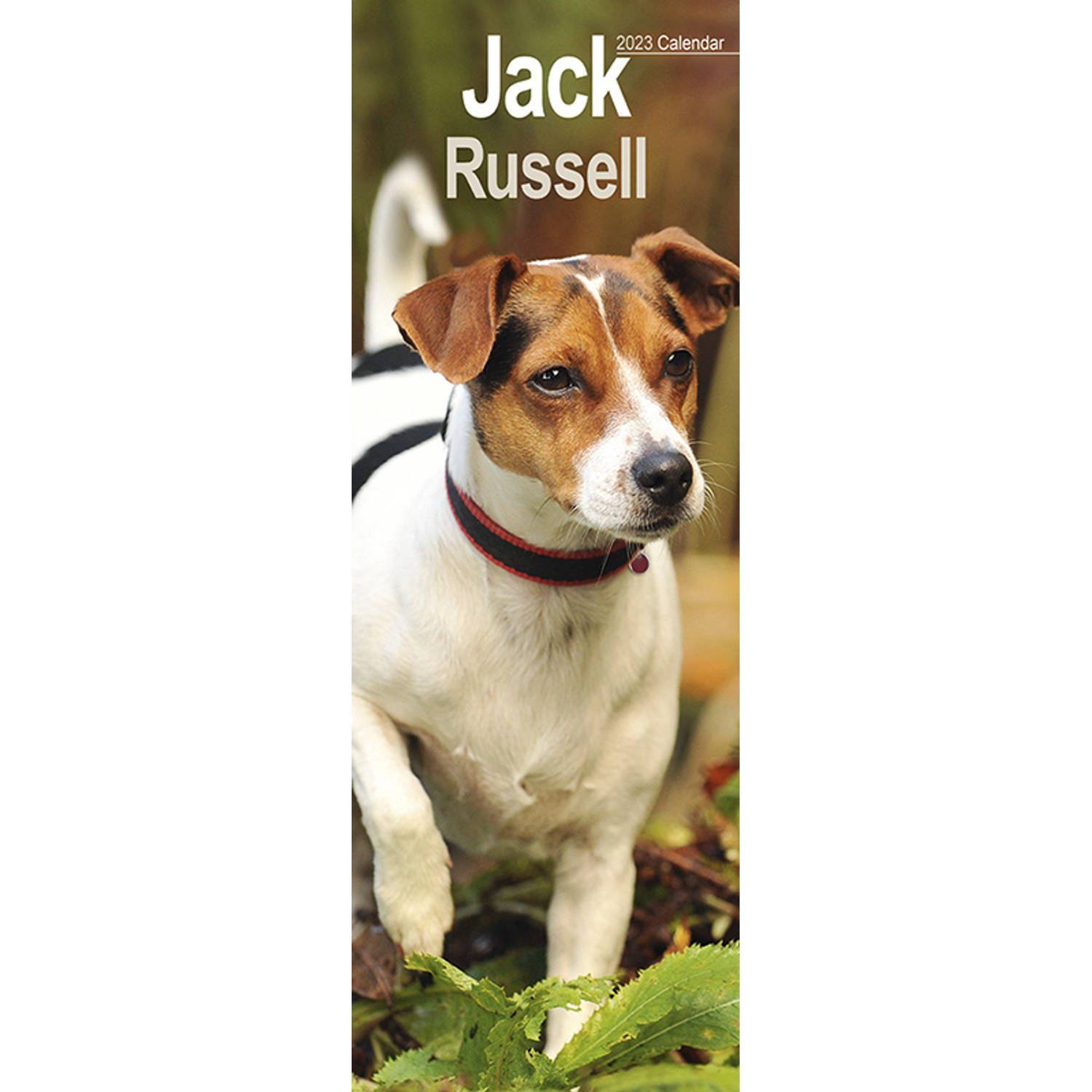 Jack Russell Terrier Kalender 2023 Slimline