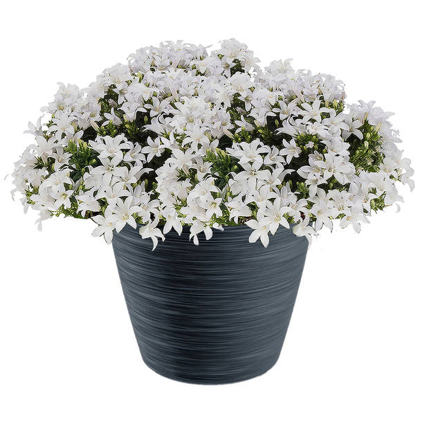 Prosperplast Bloempot - kunststof - antraciet - D24 x H20 cm - Plantenpotten