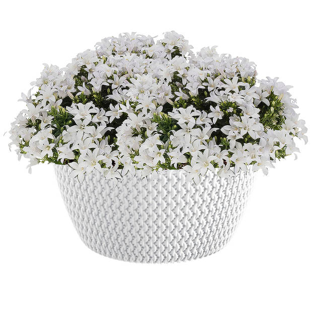 Prosperplast plantenpot/bloempot - kunststof - parel wit - D24 x H12 cm - Plantenpotten