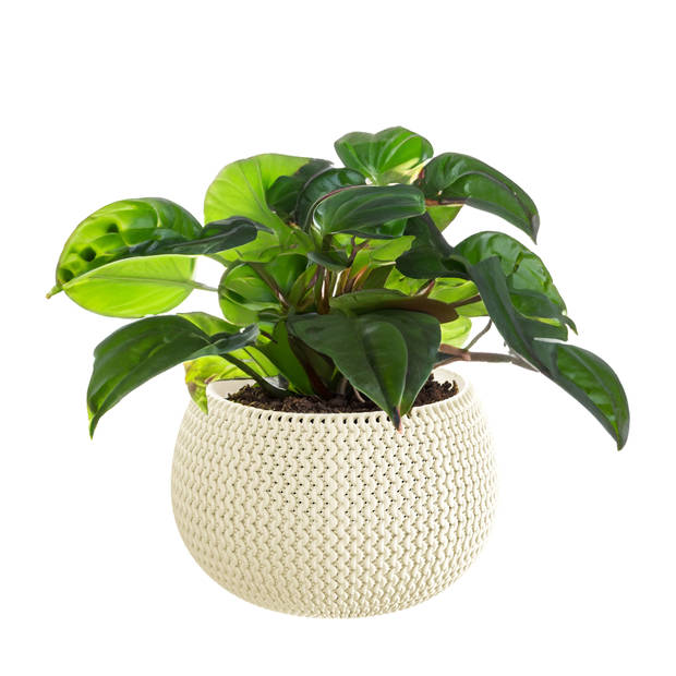 Prosperplast Plantenpot/bloempot Splofy - 2x - creme wit - kunststof - D29 x H20 cm - binnen/buiten pot - Plantenpotten