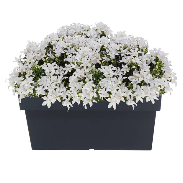 Prosperplast Plantenbak - kunststof - 38 x 18 x 16 cm - antraciet - Plantenpotten