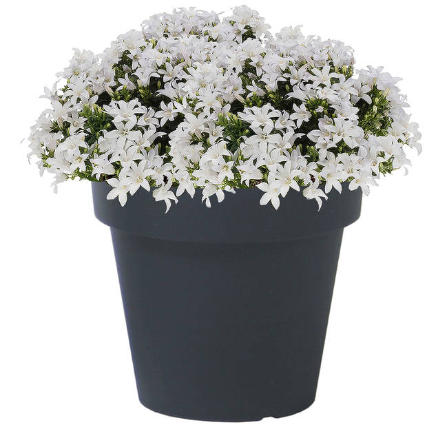 Prosperplast Bloempot - kunststof - antraciet - D29 x H27 cm - Plantenpotten