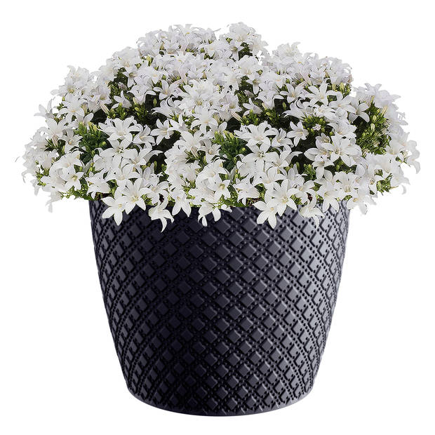 Prosperplast Plantenpot - antraciet - D19xH17 cm - kunststof - Plantenpotten