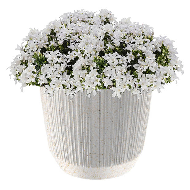 Prosperplast Bloempot/plantenpot met carf-stripe - wit - kunststof - 19,5 x 17 cm - moderne bloempot - Plantenpotten