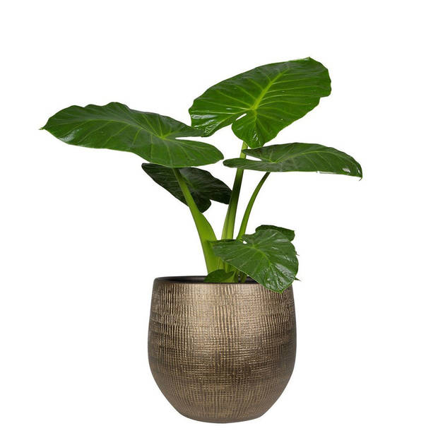 Steege Plantenpot - modern design - goudkleurig - 32 x 36 cm - Plantenpotten