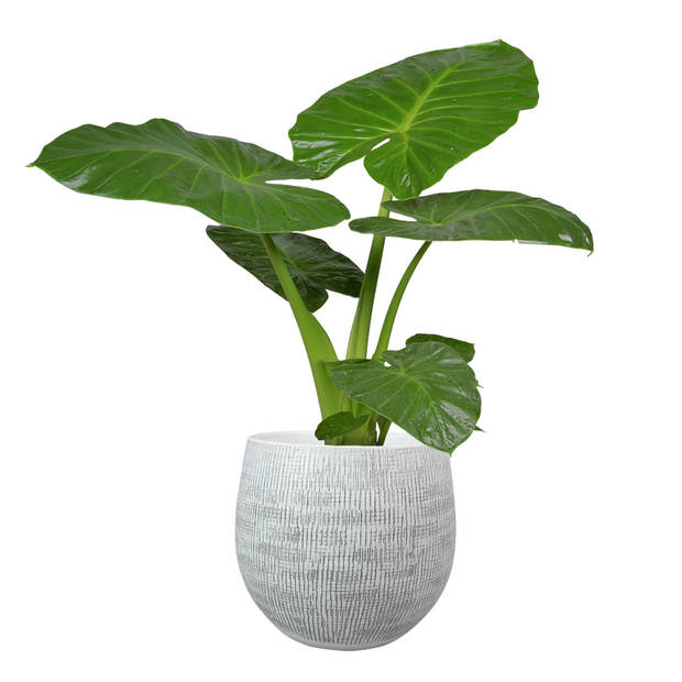 Steege Plantenpot - moderne look - wit - keramiek - 36 x 32 cm - bloempot - Plantenpotten