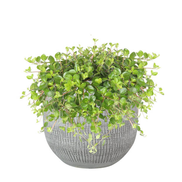 2x stuks plantenpotten/bloempotten in een strakke Modern design look wit/zwart Dia 18 cm en Hoogte 1 - Plantenpotten