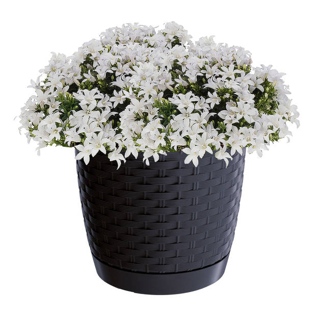 Prosperplast plantenpot/bloempot - kunststof - D22 x H19,5 cm - antraciet - Plantenpotten