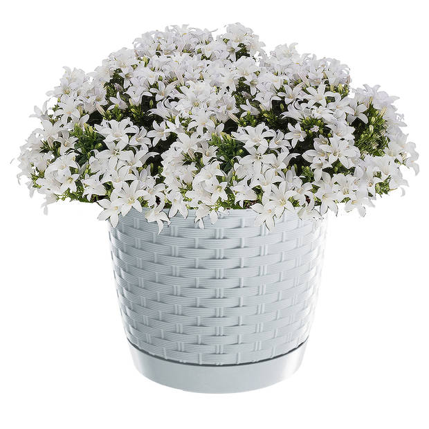 Prosperplast plantenpot/bloempot - kunststof - D19 x H16,5 cm - parel wit - Plantenpotten