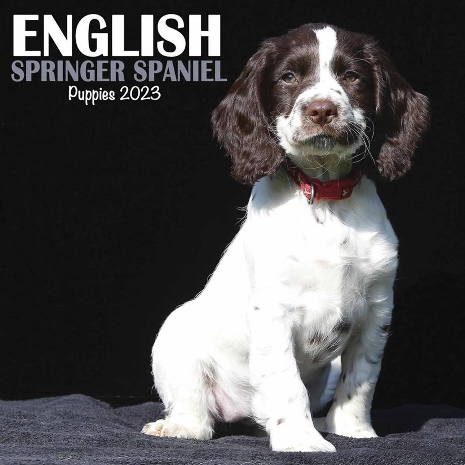 Engelse Springer Spaniel Kalender 2023 Mini