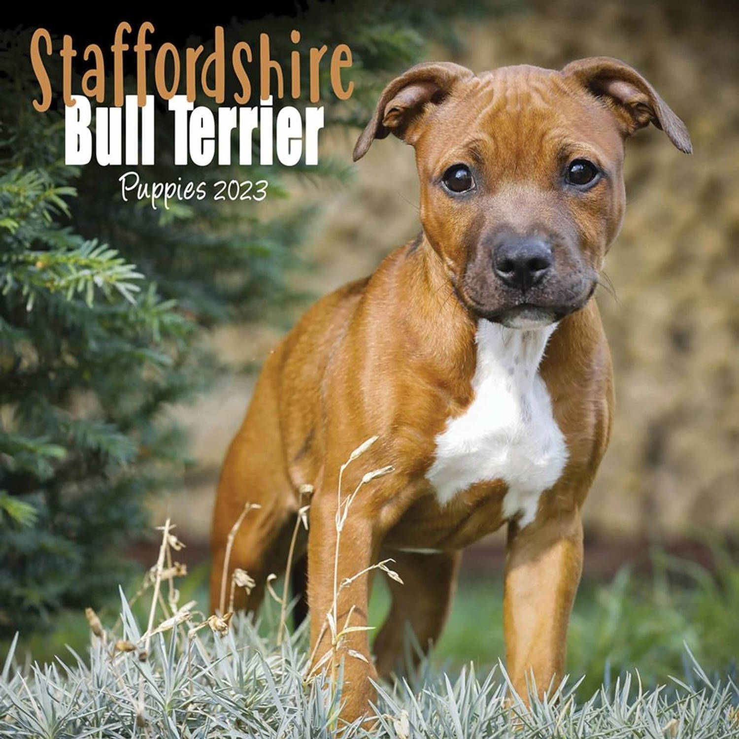 Staffordshire Bull Terrier Kalender 2023 Mini