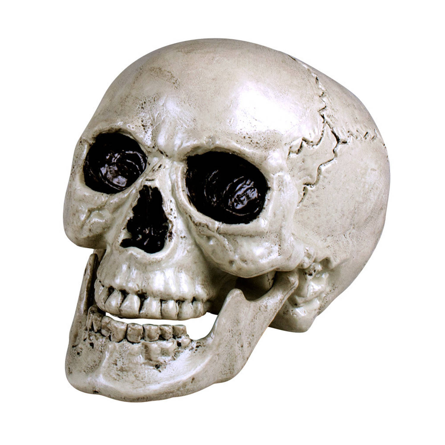 Skull Maxilla met beweegbare kaak (17 x 15 cm)