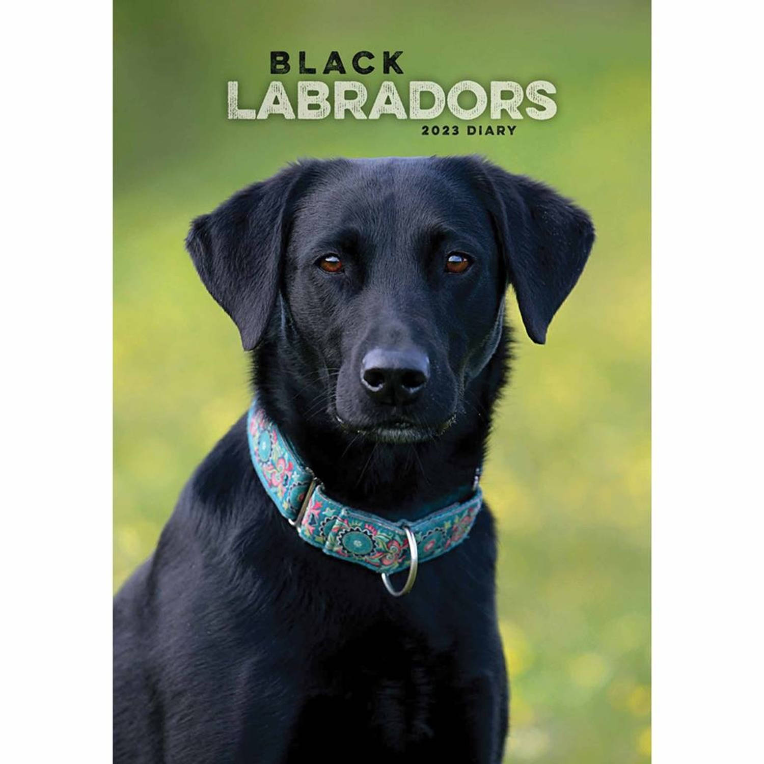Labrador Retriever Agenda 2023