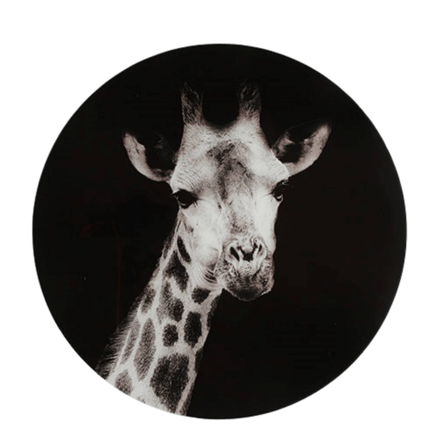 Glasschilderij Giraffe Zwart/Wit 50 cm