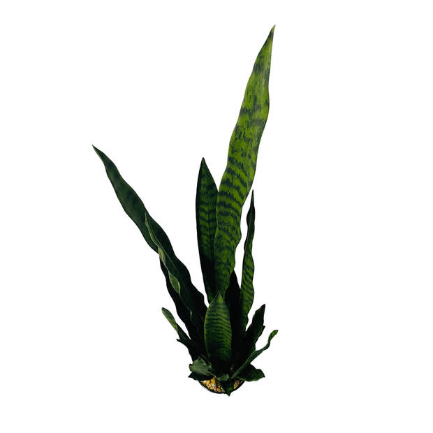 HEM Sansevieria / Vrouwentong Kunstplant - Levensechte Kunstplant voor binnen - in pot - groen 92 cm