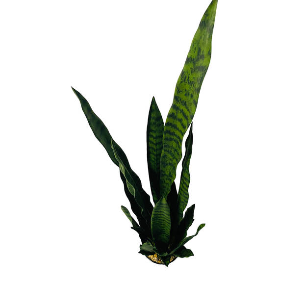 HEM Sansevieria / Vrouwentong Kunstplant - Levensechte Kunstplant voor binnen - in pot - groen 92 cm