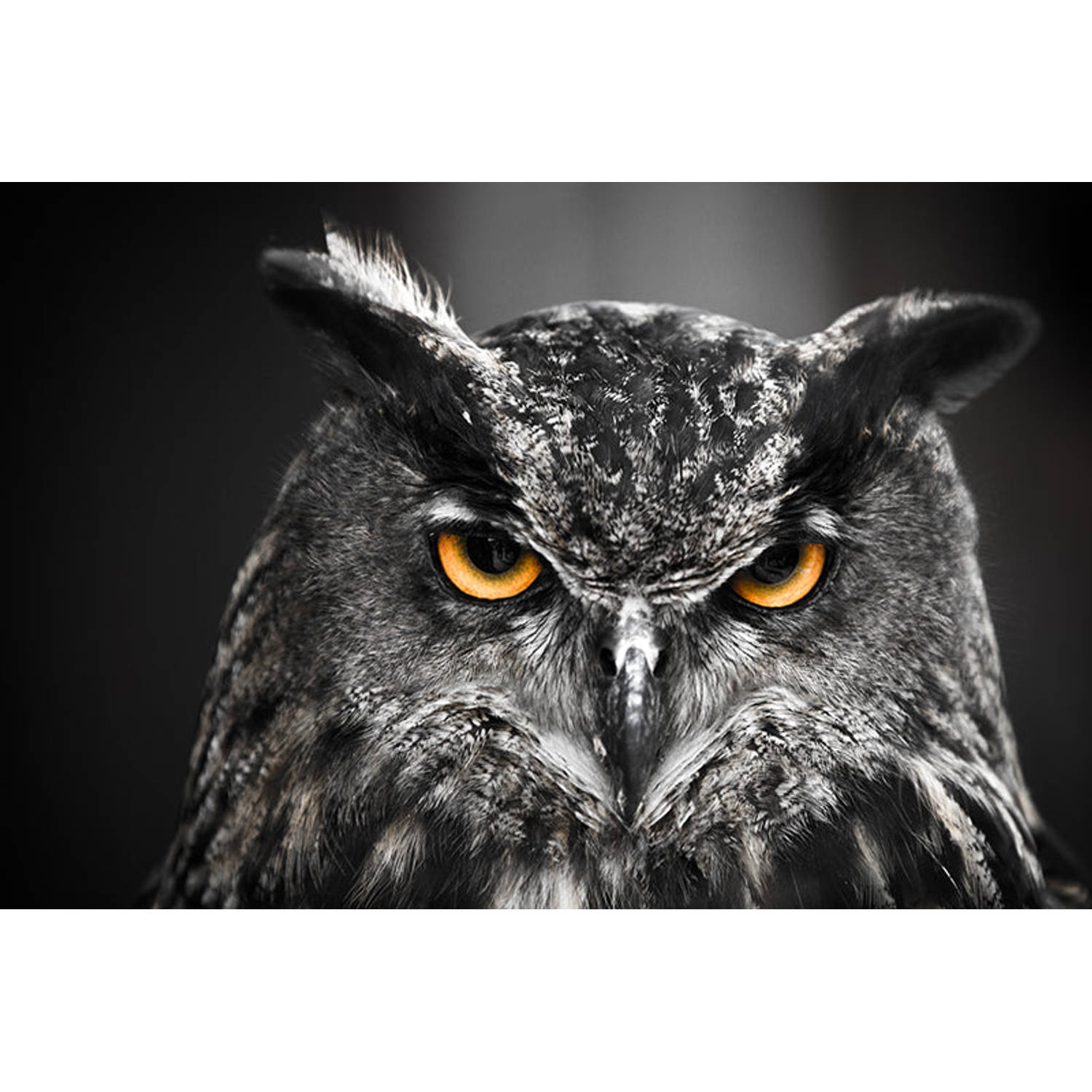 Inductiebeschermer - Eagle Owl - 77x59 cm