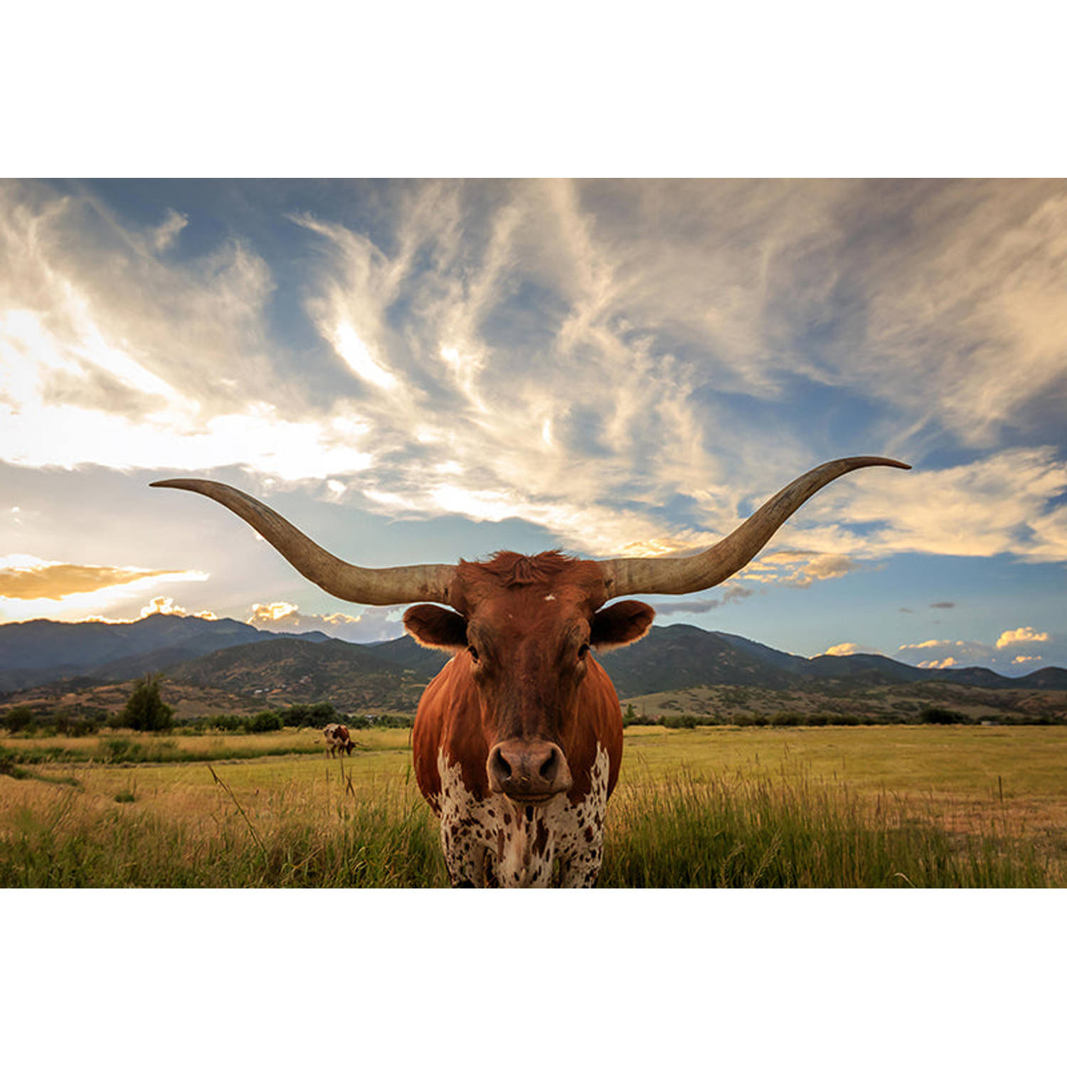 Inductiebeschermer - Texas Longhorn - 81.6x52.7 cm