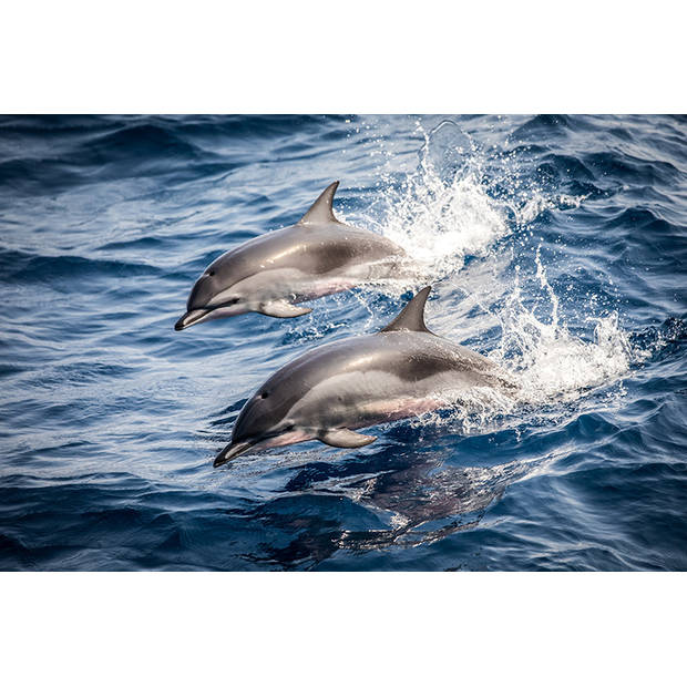 Inductiebeschermer - Dolphins - 65x52 cm