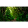 Spatscherm A walk in the jungle - 60x40 cm